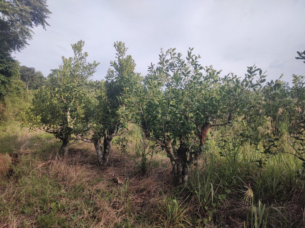 CHACRA EN VENTA