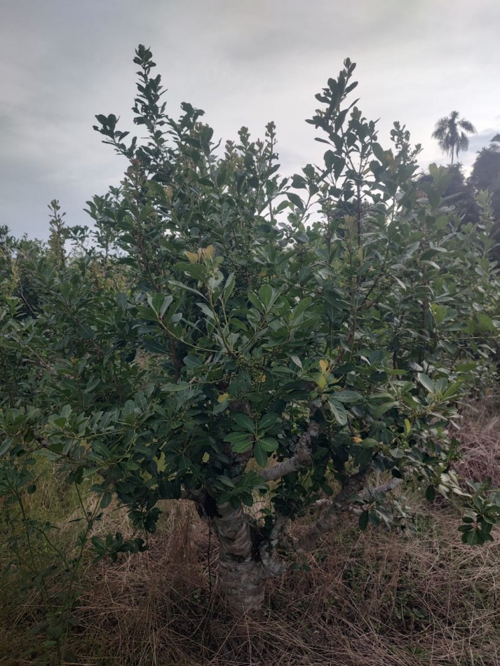 CHACRA EN VENTA
