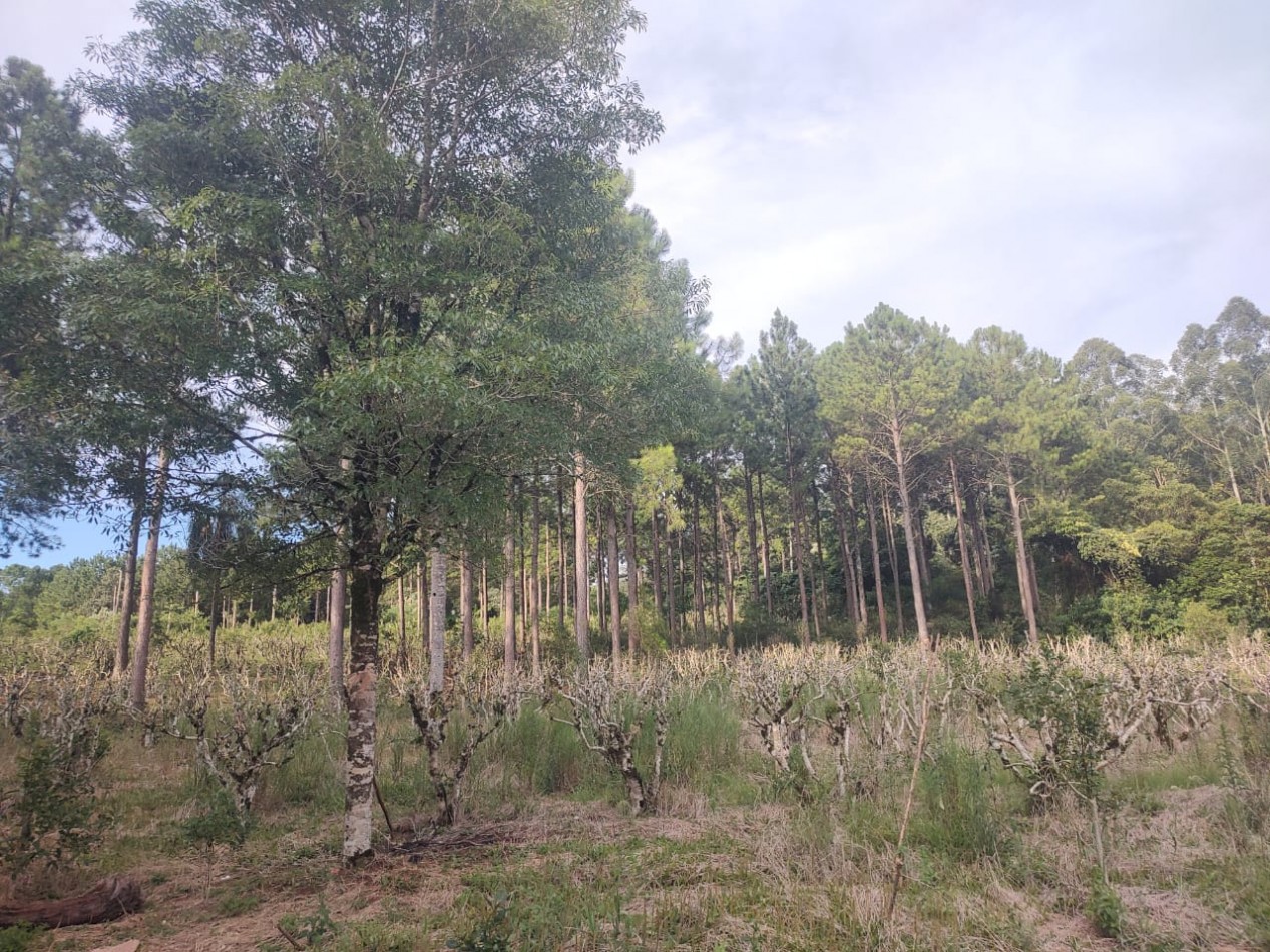 CHACRA EN VENTA