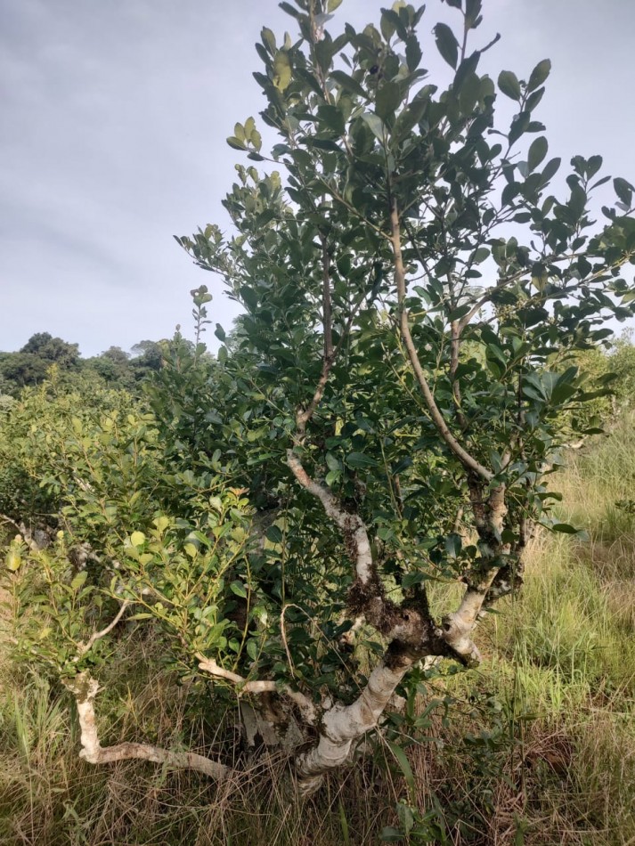 CHACRA EN VENTA
