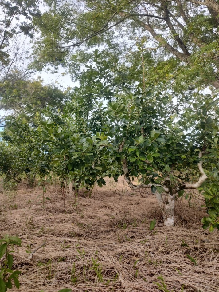 CHACRA EN VENTA