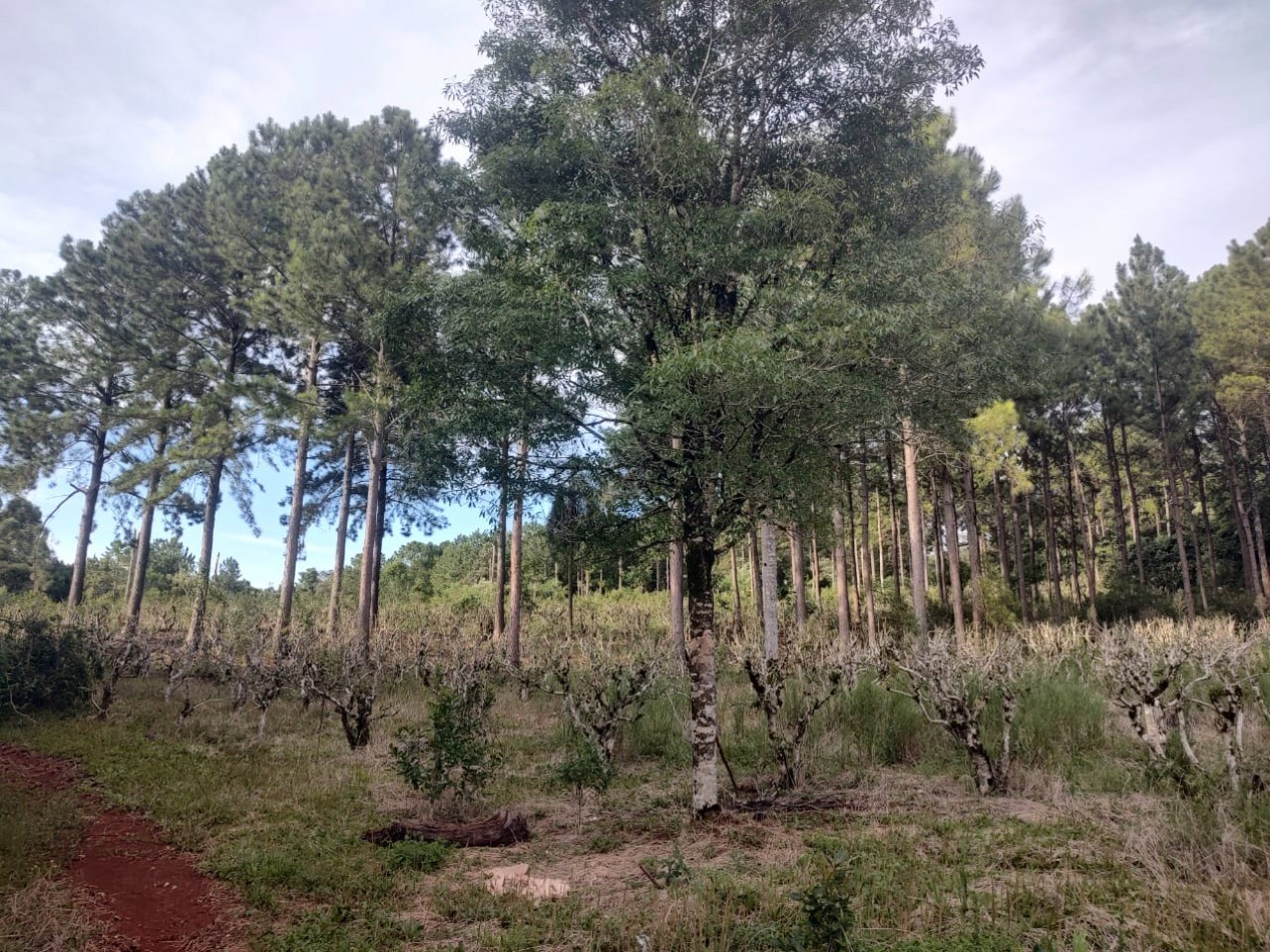CHACRA EN VENTA