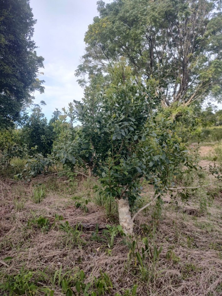 CHACRA EN VENTA
