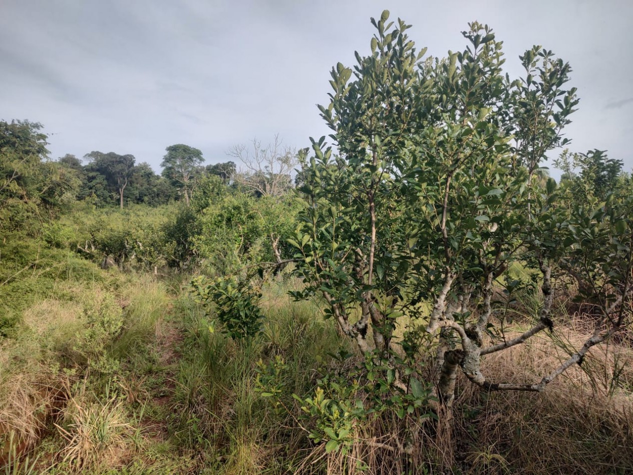 CHACRA EN VENTA