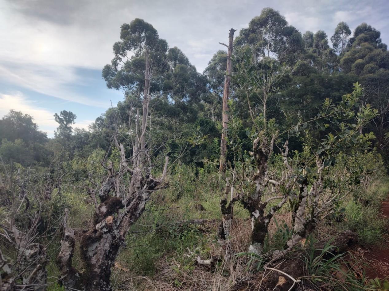 CHACRA EN VENTA