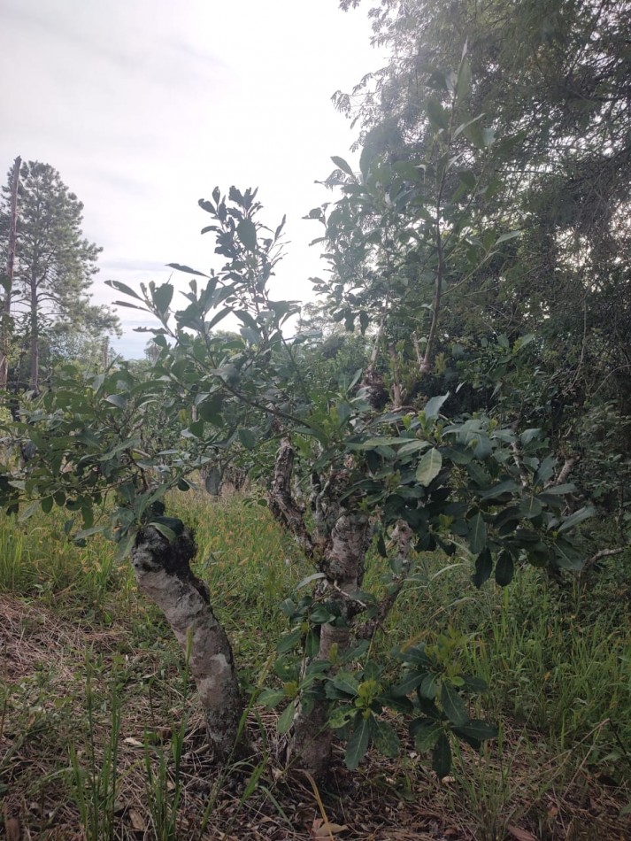CHACRA EN VENTA