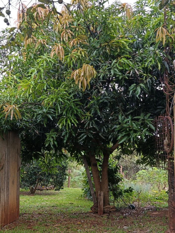 CASA CON TERRENO 