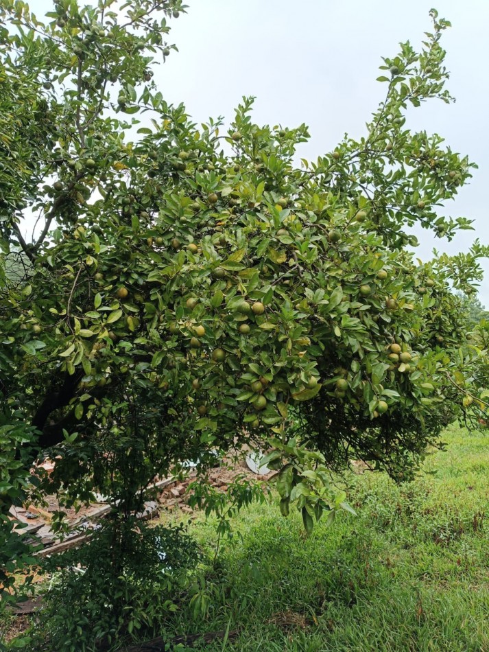 CHACRA