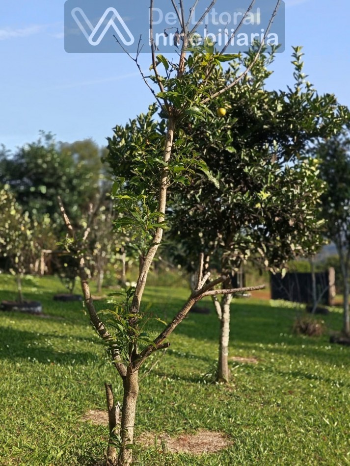 QUINTA