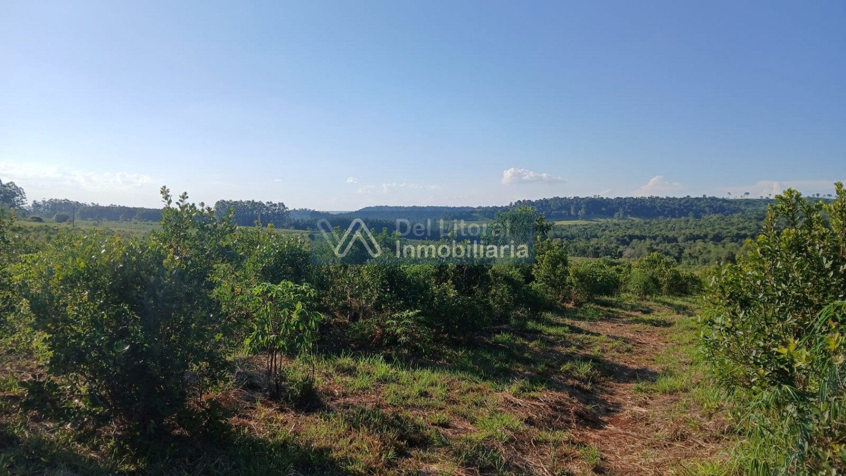 🌱 100 HECTAREAS PRODUCTIVAS SOBRE RUTA 212 - COLONIA SAN JORGE