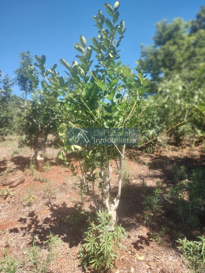 CHACRA EN VENTA