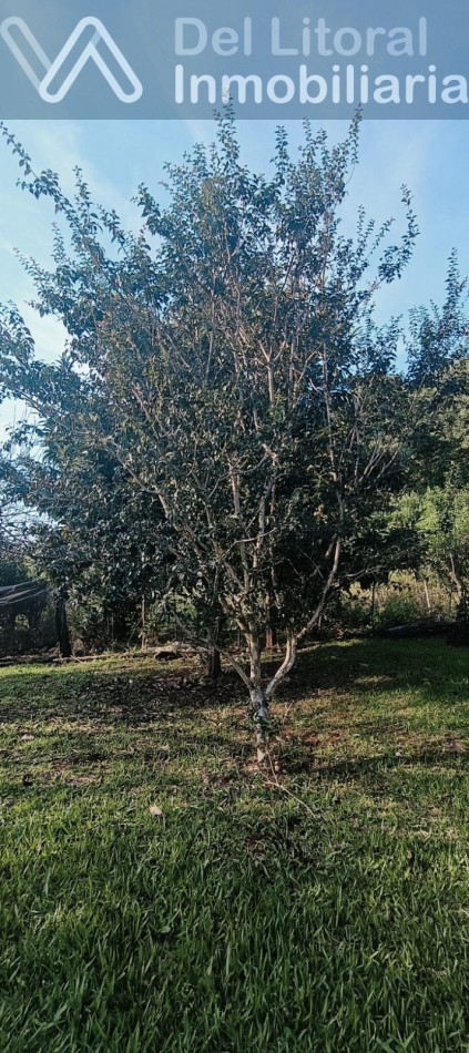 QUINTA