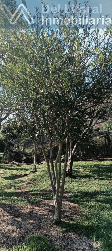 QUINTA