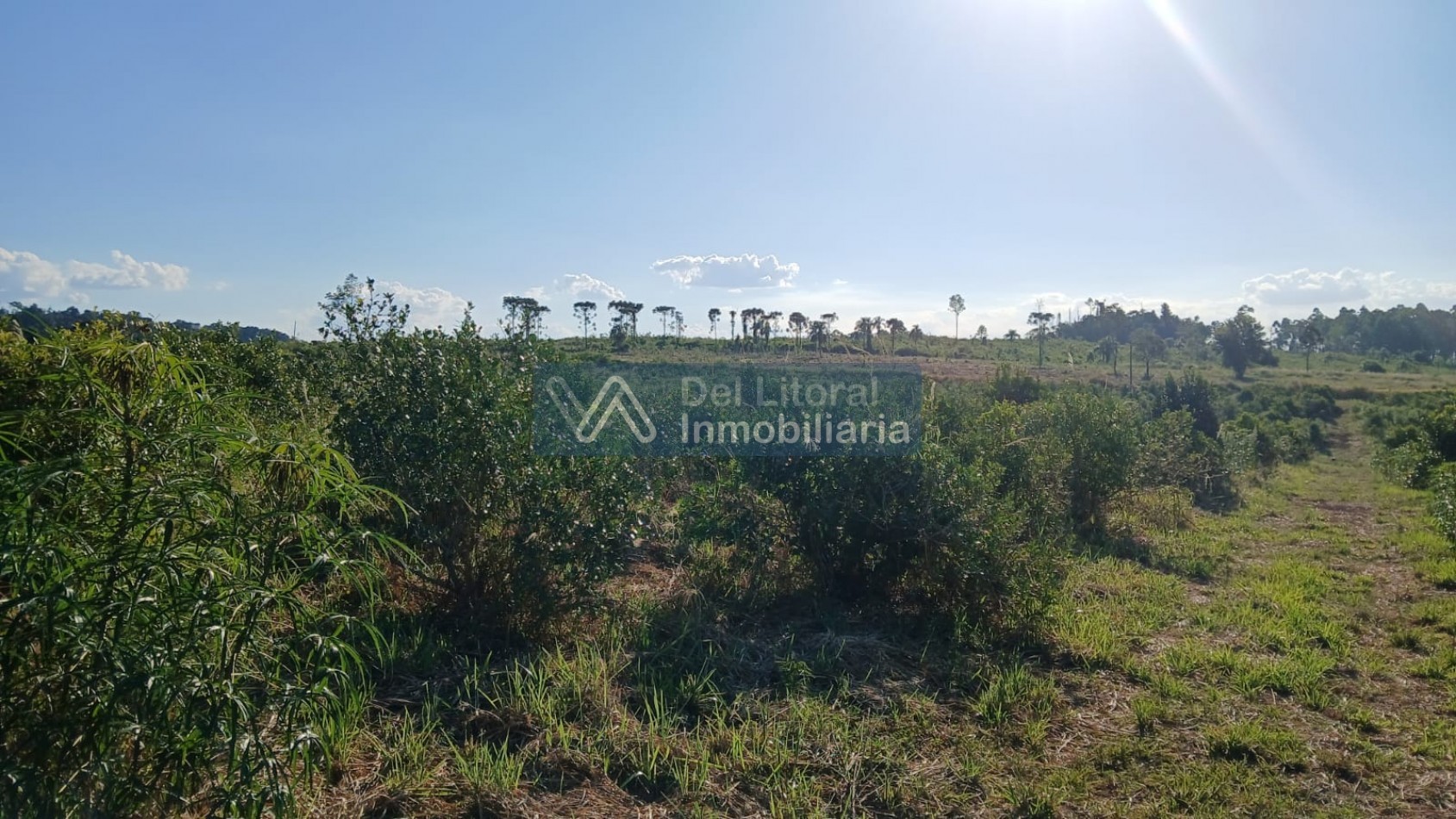 🌱 100 HECTAREAS PRODUCTIVAS SOBRE RUTA 212 - COLONIA SAN JORGE