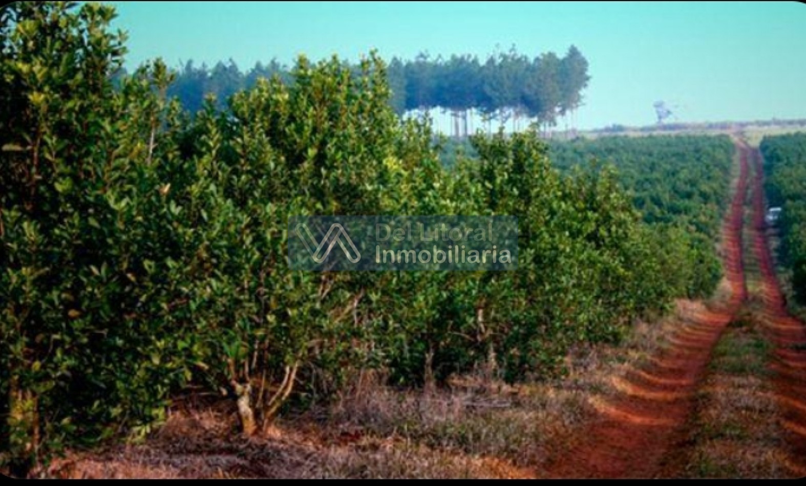 🌱 100 HECTAREAS PRODUCTIVAS SOBRE RUTA 212 - COLONIA SAN JORGE