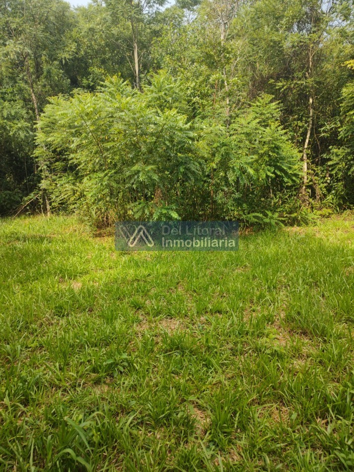 QUINTA 