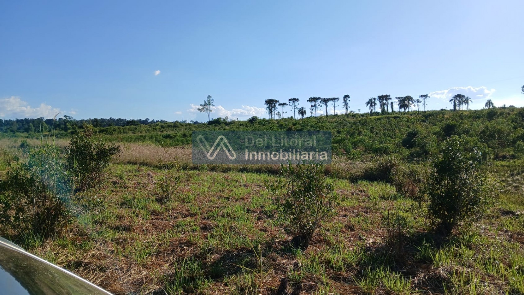 🌱 100 HECTAREAS PRODUCTIVAS SOBRE RUTA 212 - COLONIA SAN JORGE