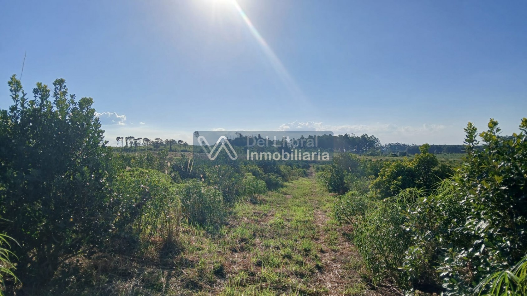 🌱 100 HECTAREAS PRODUCTIVAS SOBRE RUTA 212 - COLONIA SAN JORGE