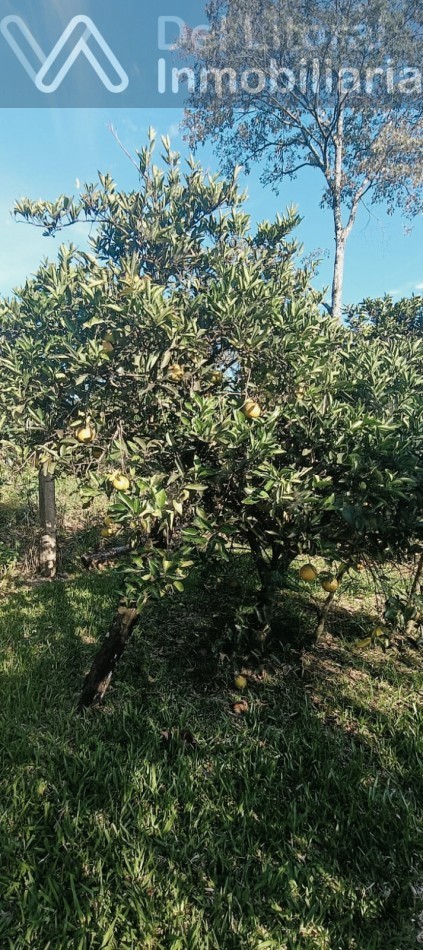 QUINTA