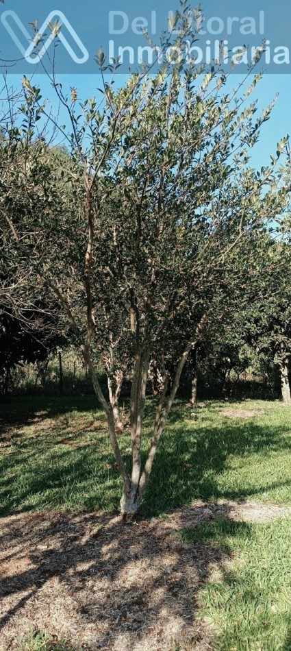QUINTA
