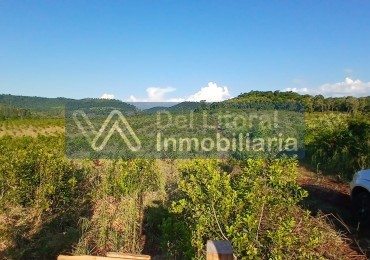 🌱 100 HECTAREAS PRODUCTIVAS SOBRE RUTA 212 - COLONIA SAN JORGE